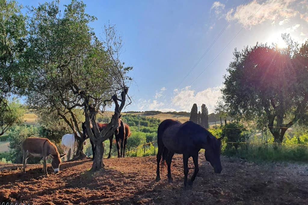 Appartamento Il Nido Volterra Dış mekan fotoğraf